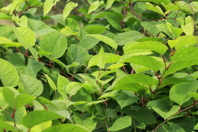 Japanese Knotweed – be afraid, be very afraid (if you are a homeowner)